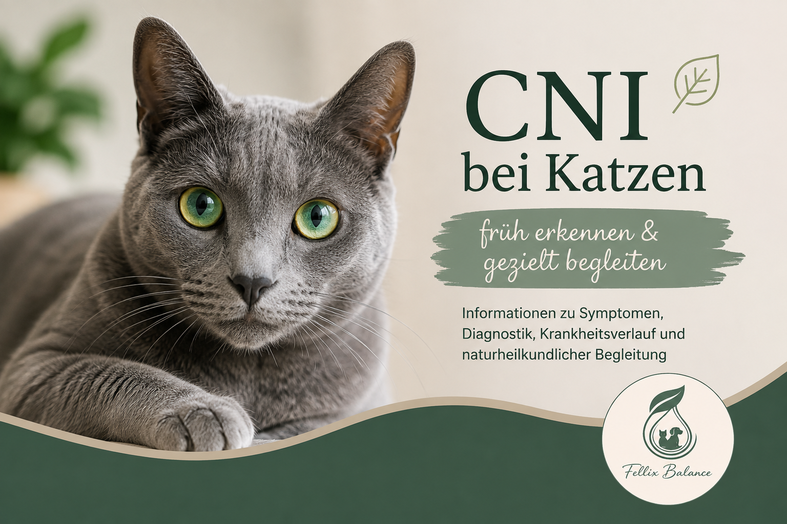 CNI bei der Katze: Symptome, Diagnose & Naturheilkunde-Leitfaden