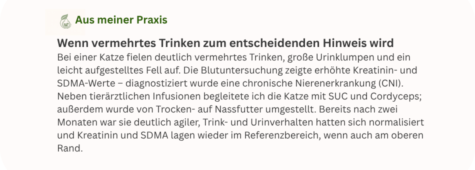 Praxisbeispiel einer Katze mit vermehrtem Trinken und Urinabsatz bei chronischer Nierenerkrankung