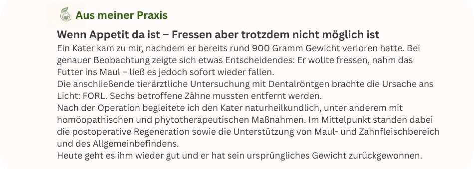 Praxisbeispiel Futterweigerung Katze: Diagnose und Behandlung