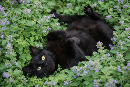 Katze im Gras entspannt im Garten Natürlicher Zeckenschutz Katze Freigänger im Garten
