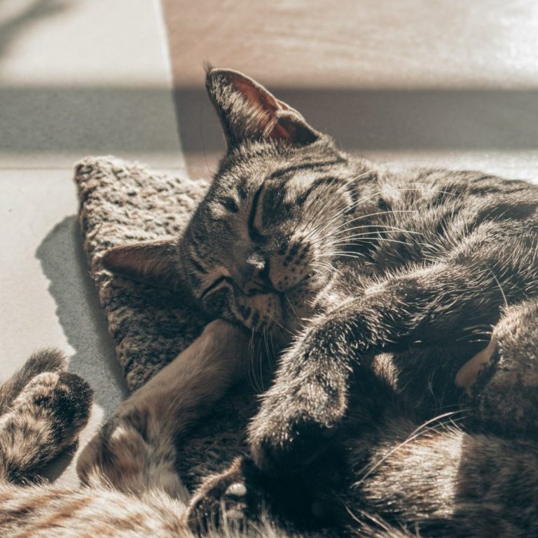 Entspannte schlafende Katze in vertrauter Umgebung als Zeichen für ruhiges und zuverlässiges Haustiersitting