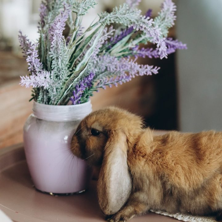 Kaninchen in ruhiger Wohnumgebung als Beispiel für liebevolle Betreuung von Kleintieren im Haustiersitting