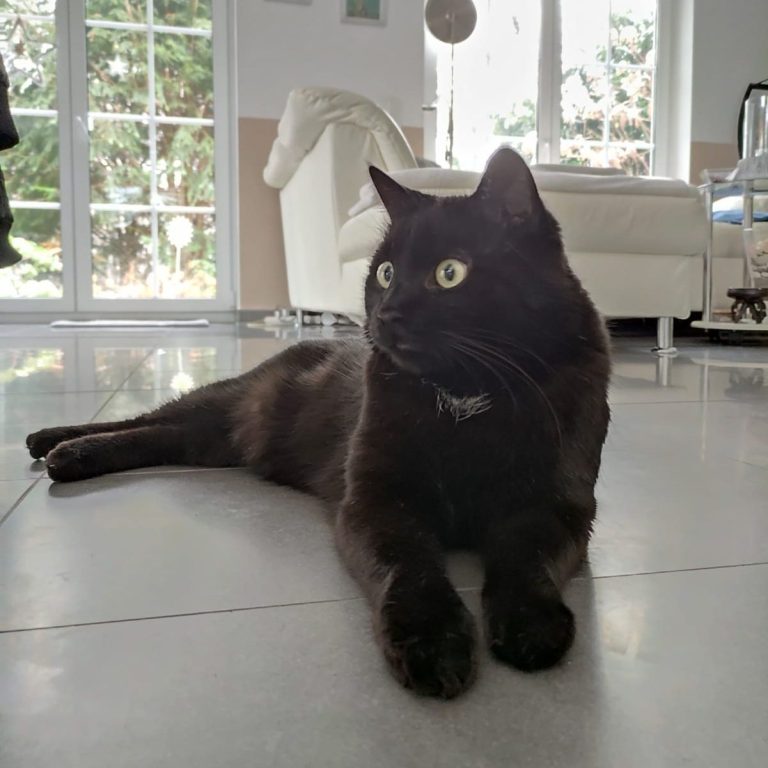 Teil meiner eigenen Geschichte Schwarze Hauskatze entspannt im Wohnraum als Beispiel für persönliche Erfahrung in der Tierbetreuung