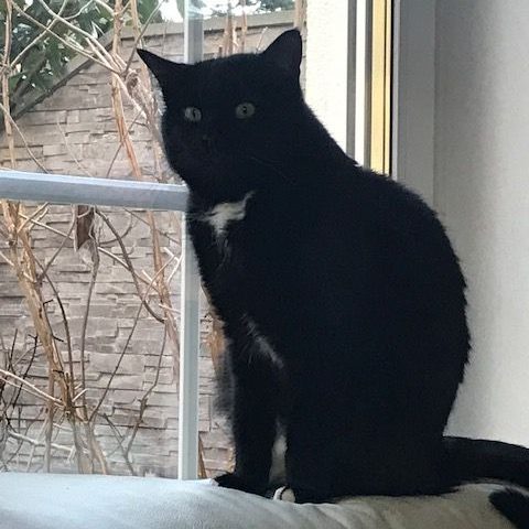Verstehen, was Tiere brauchen Aufmerksame schwarze Katze am Fenster als Symbol für achtsame Beobachtung und individuelle Tierbegleitung