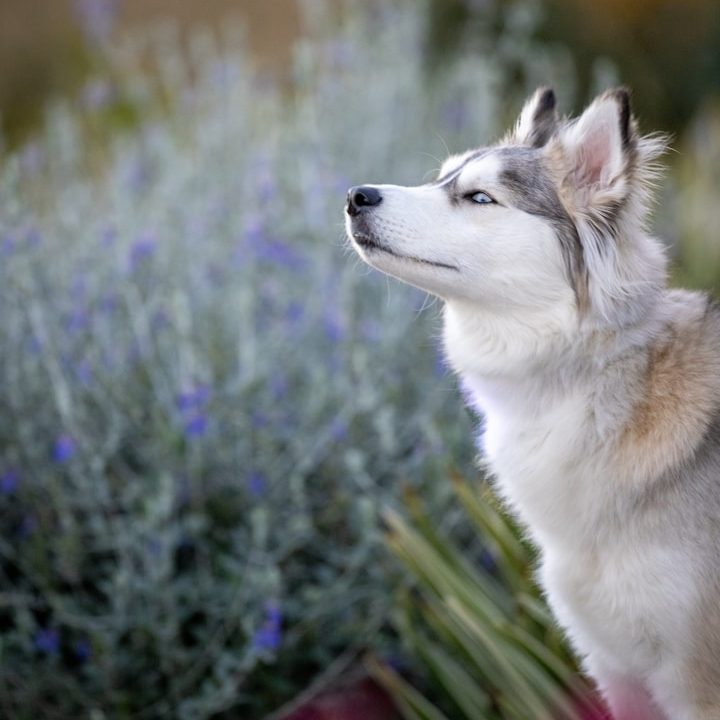 Hund im Lavendelfeld als Symbol für sichere und individuell abgestimmte Anwendung ätherischer Öle bei Tieren